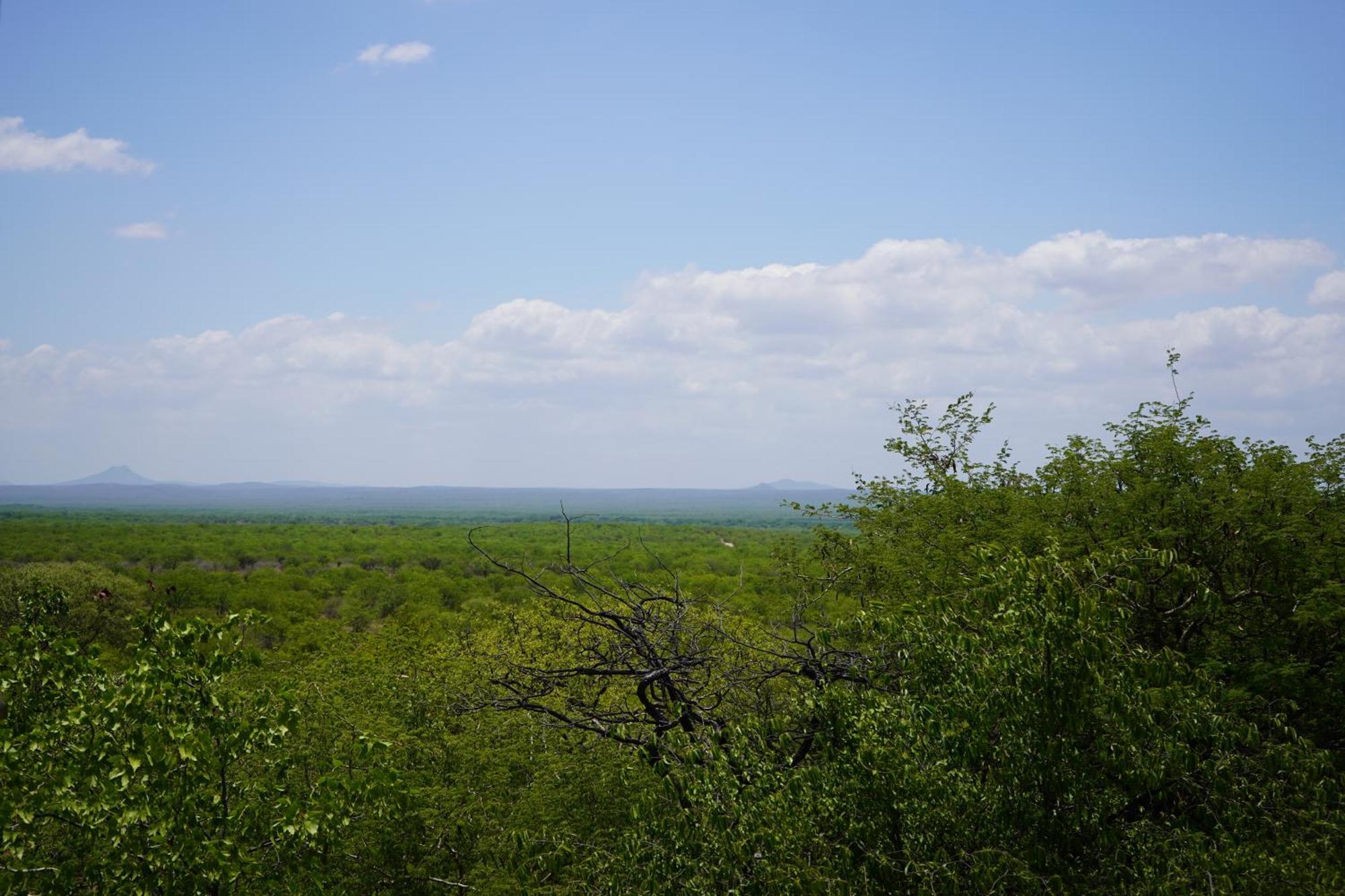 Mopane Bush Lodge Linton Стая снимка