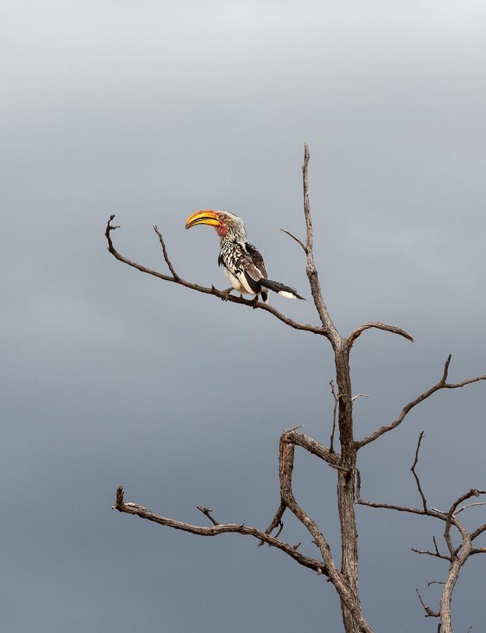 Mopane Bush Lodge Linton Екстериор снимка