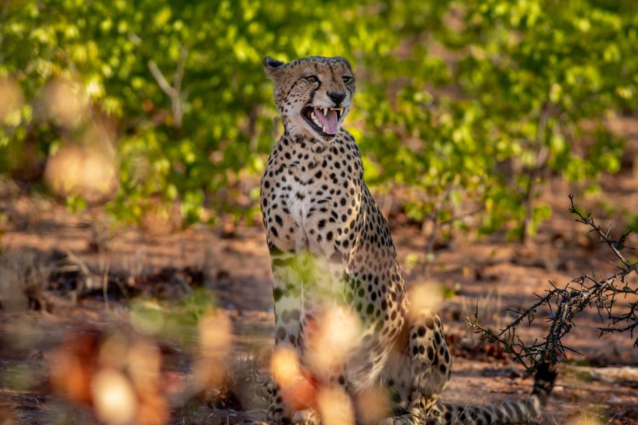 Mopane Bush Lodge Linton Екстериор снимка