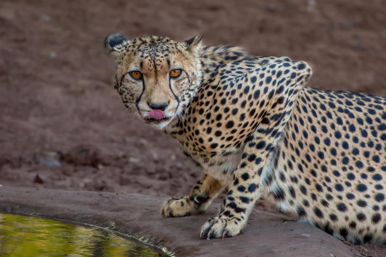 Mopane Bush Lodge Linton Екстериор снимка